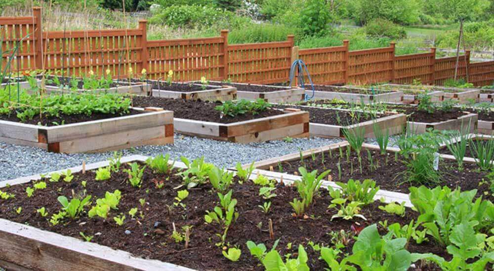 How to Start Vegetable Garden