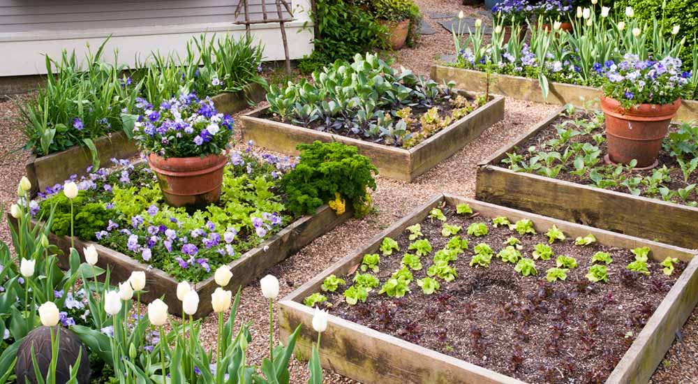 Vegetable Garden From Scratch, Tips For Starting A Garden From Scratch