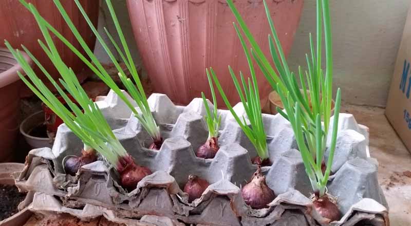 how to grow onions in garden